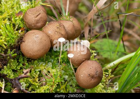 Palla di terra squamosa (Scleroderma verrucosum), tra muschio, Italia, Alto Adige, Dolomiti Foto Stock