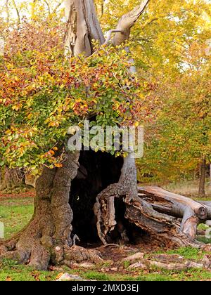 Faggio comune (Fagus sylvatica), tronco decaduto di un vecchio faggio pastorale in autunno, Germania, Assia, Naturdenkmal Halloh Foto Stock