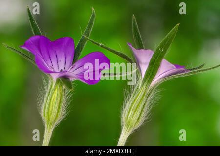 Common corncockle, comune mais-arricciatura, Corncockle, mais increspature (Agrostemma githago), fiori, in Germania, in Baviera Foto Stock