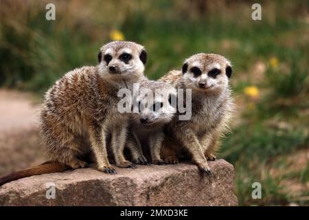 Suiced, sottile-coda meerkat (Suricata suricatta), tre meerkat seduti insieme su un masso Foto Stock