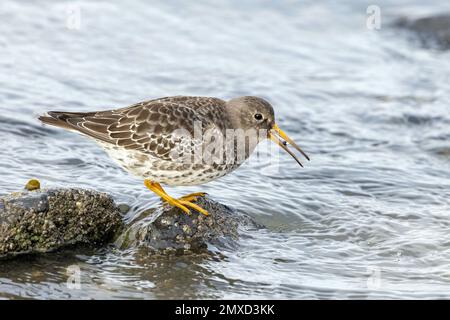 Arenpiper viola (Calidris maritima), in piedi su una pietra a costa del Mare del Nord, Paesi Bassi, Frisia, Paesens Foto Stock