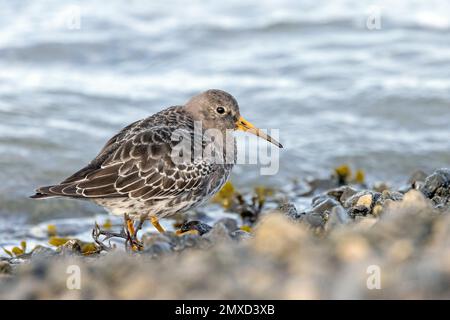 Il sandpiper viola (Calidris maritima), che si erge sulla costa settentrionale del mare, Paesi Bassi, Frisia, Paesens Foto Stock