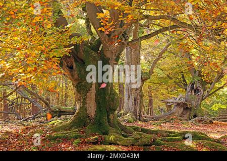 Faggio comune (Fagus sylvatica), vecchio faggio pastorale in autunno, Germania, Assia, Naturdenkmal Halloh Foto Stock