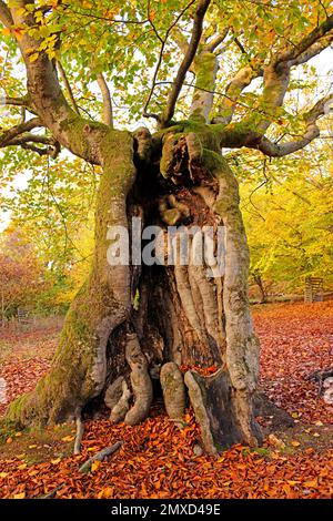 Faggio comune (Fagus sylvatica), tronco decaduto di un vecchio faggio pastorale in autunno, Germania, Assia, Naturdenkmal Halloh Foto Stock