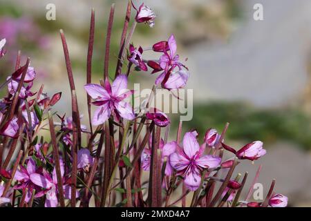 Erba di salice di Fleischer (Epilobium fleischeri), fioritura, Svizzera, Schynige Platte Foto Stock