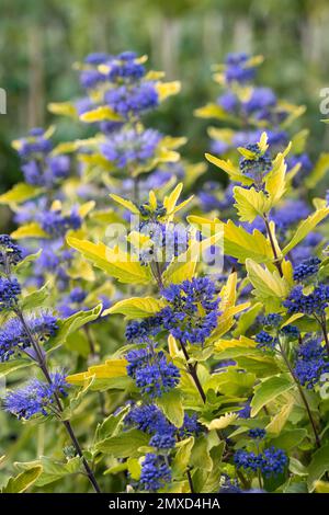 Barba blu, Spiraea blu (Caryopteris x clandonensis 'Sunny Blue', Caryopteris x clandonensis Sunny Blue, Caryopteris clandonensis), fioritura, Foto Stock