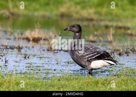 L'oca Branta (Branta bernicla), in piumaggio giovanile, in piedi sul lato del mare, Paesi Bassi, Frisia, Paesens Foto Stock