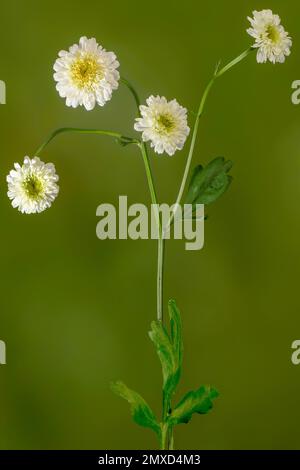 Piume, feverfew, tansy delle foglie di piuma (Tanacetum parthenium, Chrysanthemum parthenium), fioritura, Germania, Baviera Foto Stock