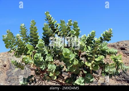 Calotropo, mela di Sodoma, mela di Sodoma, stabragh, stabragh di Osheror (Calotropis procera, Asclepias procera, Asclepias gigantea), fioritura, canarino Foto Stock