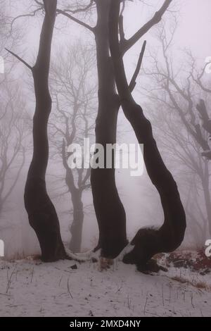 Faggio comune (Fagus sylvatica), tronchi di faggio in inverno e nebbia, faggio foresta, Germania Foto Stock