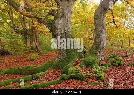 Faggio comune (Fagus sylvatica), vecchio faggio pastorale in autunno, Germania, Assia, Naturdenkmal Halloh Foto Stock