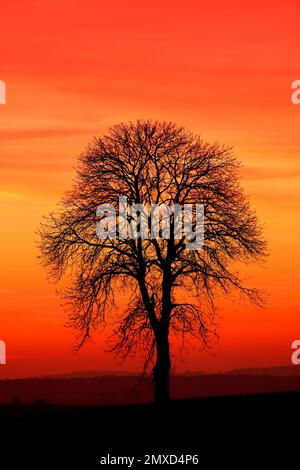 Castagno di cavallo comune (Aesculus hippocastanum), castagno in inverno al tramonto, Germania Foto Stock