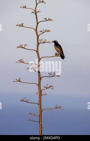 Corvo comune (Corvus corax), seduto ad Agave, Isole Canarie, Fuerteventura, Tindaya Foto Stock