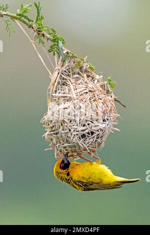 Tessitore del villaggio, tessitore spotted-sostenuto (Ploceus cucullatus, cucullatus del textor), costruzione maschio un nido, vista laterale, Sudafrica, Zimanga Foto Stock