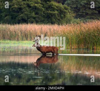 Cervo rosso (Cervus elaphus), eruttante in uno stagno a Lusatia, Germania, Sassonia, Lusatia Foto Stock