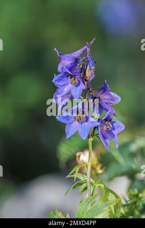 Candela larkspur (Delphinium elatum), fioritura, Svizzera, Schynige Platte Foto Stock