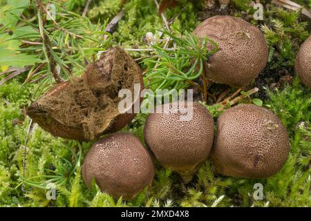 Palla di terra squamosa (Scleroderma verrucosum), tra muschio, Italia, Alto Adige, Dolomiti Foto Stock