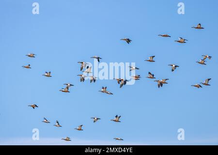 Ruddy shelduck (Tadorna ferruginea, Casarca ferruginea), grande gregge a cielo blu, Isole Canarie, Fuerteventura Foto Stock