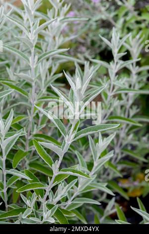 Cespuglio delle farfalle, cespuglio delle farfalle viola, lilla estiva, cespuglio delle farfalle, occhio arancione (buddleja 'Morning Mist', buddleja Morning Mist, buddleja davidii, Foto Stock