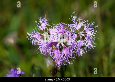 Rosa superbo (Dianthus superbus), fiori, Svizzera, Appenzeller Alpen Foto Stock