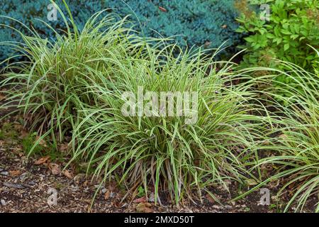 Goldband Carex (Carex morrowii 'Ice Dance', Carex morrowii Ice Dance), cultivar Ice Dance, Europa, Bundesrepublik Deutschland Foto Stock