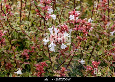 Abelia lucida (Abelia x grandiflora Sarabande, Abelia grandiflora Sarabande), fioritura, cultivar Sarabande Foto Stock