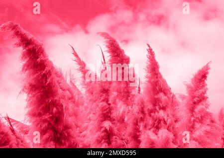 Cortaderia selloana, comunemente nota come erba di pampas a tonico in cololo alla moda viva magenta, colore del 2023 per sfondo beautyful Foto Stock