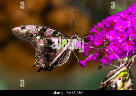 Siproeta stelenes, malachite, farfalla neotropica spazzolato, Nymphalidae Foto Stock