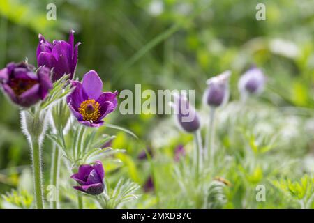 Pulsatilla patens fiori viola in primavera. Foto di alta qualità Foto Stock