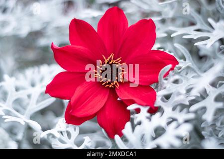 Grande sfondo rosso fiore texture. Viva magenta colore del fiore dell'anno 2023. Messa a fuoco selettiva Foto Stock