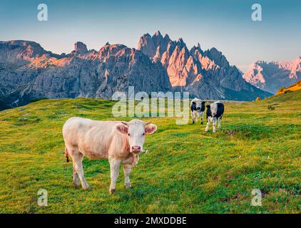 Mucche su un pascolo alpino. Splendida scena estiva del Parco Nazionale tre Cime di Lavaredo con il gruppo Cristallo sullo sfondo. La mattina si può ammirare una splendida vista su do Foto Stock