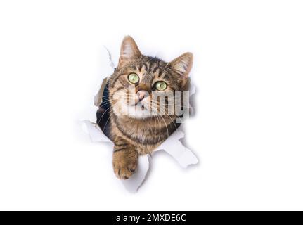 Carino gatto animale tabby sale con zampa di carta buco cornice isolato su sfondo di colore bianco. L'animale domestico del gatto del Tabby si sbircia fuori del foro con interesse. Creat Foto Stock