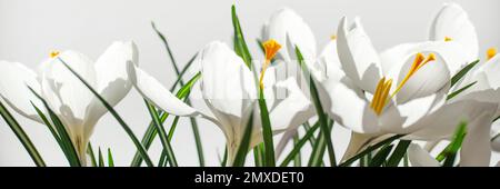 Panorama di croci bianchi su sfondo bianco, banner primavera panoramico Foto Stock