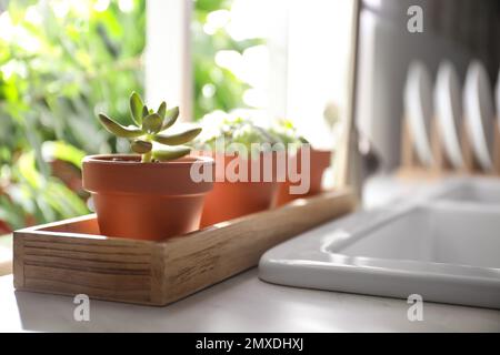 Belle echeverias in cucina al piano interno. Piante succulente Foto Stock