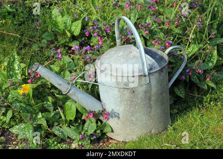 Annaffiatoio vecchio metallo nel giardino. Foto Stock