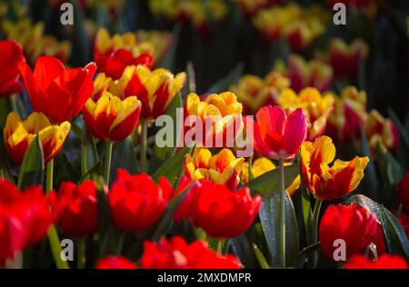 Chiang mai, Thailandia. 02nd Feb, 2023. Una vista dei fiori di tulipano allo spettacolo di illuminazione delle luci di 'Flora Wonderlust 2023' durante il Chiang mai Flower Festival 2023 al Parco pubblico di Suan Buak Haad. Il Chiang mai Flower Festival è in corso da oltre 45 anni e celebra i bellissimi fiori in fiore durante questo periodo. Il festival si svolge in 3 giorni all'inizio di febbraio di ogni anno e attira migliaia di visitatori a Chiang mai. (Foto di Pongmanat Tasiri/SOPA Images/Sipa USA) Credit: Sipa USA/Alamy Live News Foto Stock