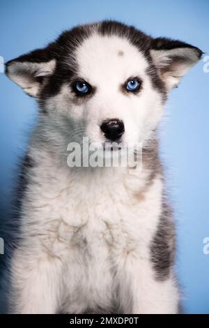 Un ritratto di un adorabile Husty siberiano bianco e nero con occhi blu su sfondo blu - cane in su per l'adozione Foto Stock