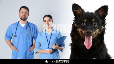 Carino cane e veterinario con infermiera sul backgropund luce Foto Stock