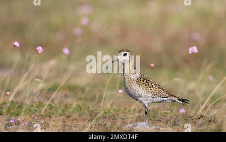 Il giovane plover d'oro sulla migrazione Foto Stock