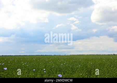 Vista pittoresca del bellissimo campo di lino fiorito Foto Stock