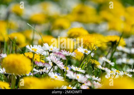 Primo piano di dandelioni e margherite in erba, fiori selvatici fioriscono in primavera Foto Stock