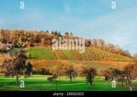 Faggio giallo su un pendio collinare con travi a vista a valle. Luogo Germania, Europa. Colori vivaci e freschi. Fotografia di paesaggi Foto Stock