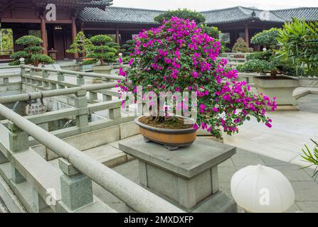 Incredibile vista del bosco tropicale di bouganvillea in fiore viola come l'albero del bonsai nel giardino di Nan Lian. Dietro - pagoda buddista Foto Stock