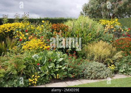 Caldo e luminoso bordo colorato di fiori erbacei perenni, protetti da siepi di tasso a RHS giardino Hyde Hall UK settembre Foto Stock