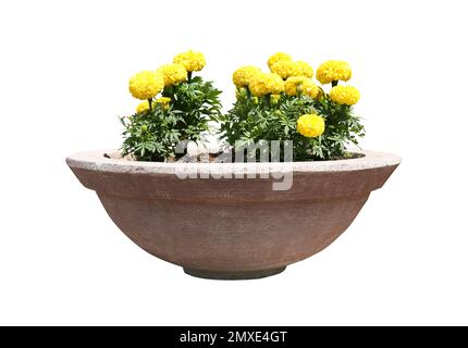 Splendidi fiori gialli in vaso di pietra su sfondo bianco Foto Stock