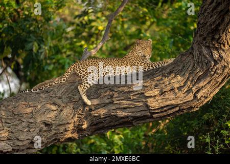 Leopard si trova su una testa di sollevamento a ramo spesso Foto Stock