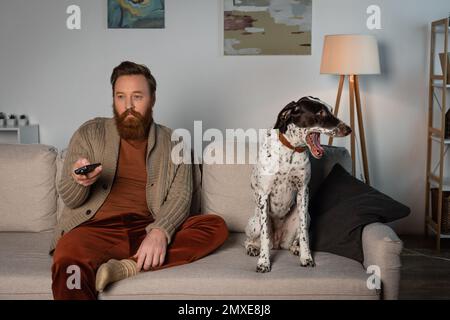 Uomo barbuto guardando la tv vicino al cane dalmata sul divano, immagine di scorta Foto Stock