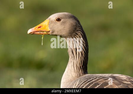 Primo piano di Greylag Goose Foto Stock