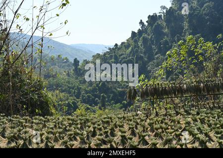 Vista di un campo con cannucce di riso che asciugano al sole vicino a Luang Prabang, Laos Foto Stock