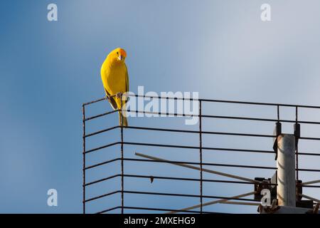 Piccolo Saffron Finch giallo appollaiato su un'antenna che guarda verso il basso alla luce del sole. Foto Stock